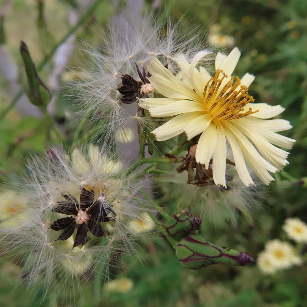 アキノノゲシの淡黄色の花、つぼみ、綿毛のある実