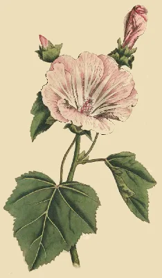 淡い桃色の花を咲かせるハナアオイの植物画