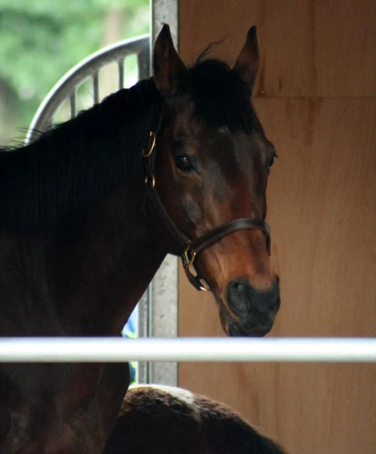 競走馬レガシーワールドの写真