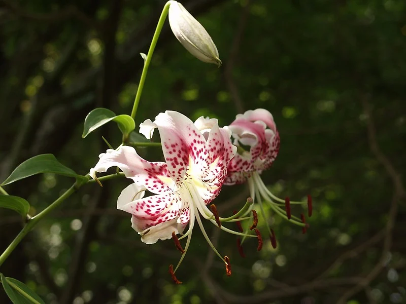 紅色の斑点が入ったカノコユリの花