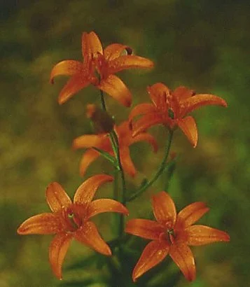 ヒメユリの花の写真