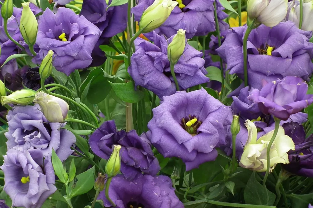 リシアンサスの花の写真