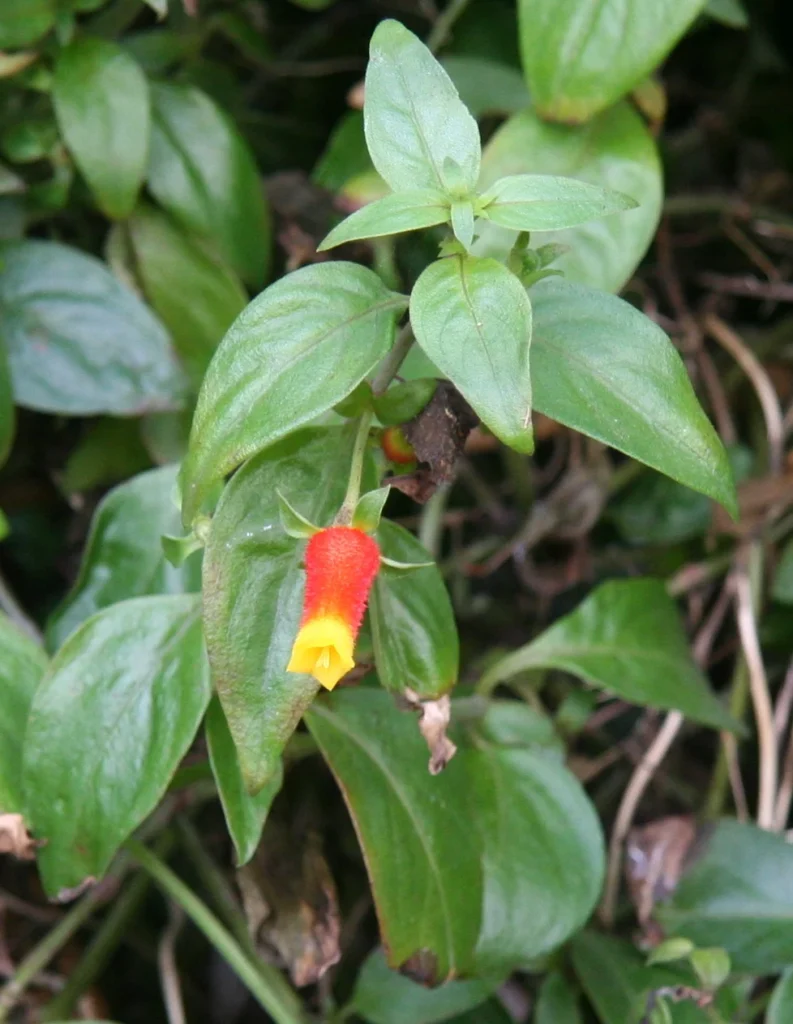 ドレスデン植物園のマネッチアの写真