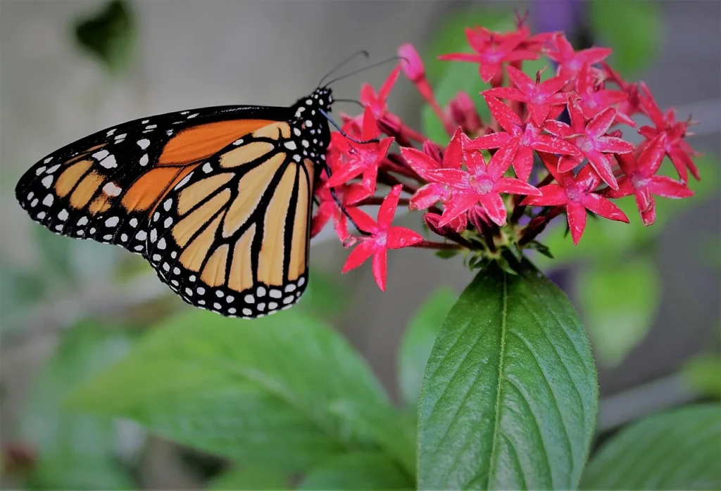 アマリネの花にとまるオオカバマダラの写真