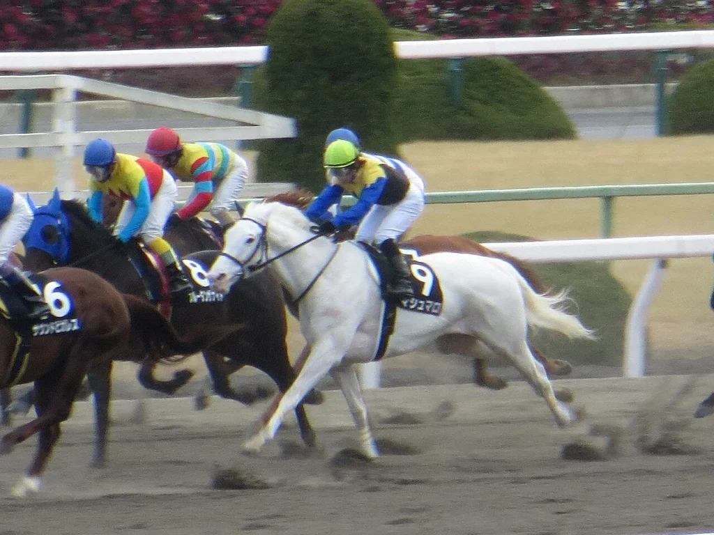 京都競馬場にいる日本の競走馬マシュマロ