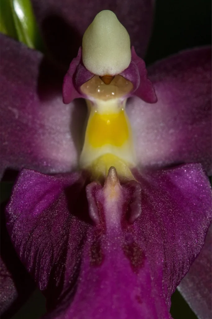 ミルトニア・スペクタビリスの花を写した接写写真