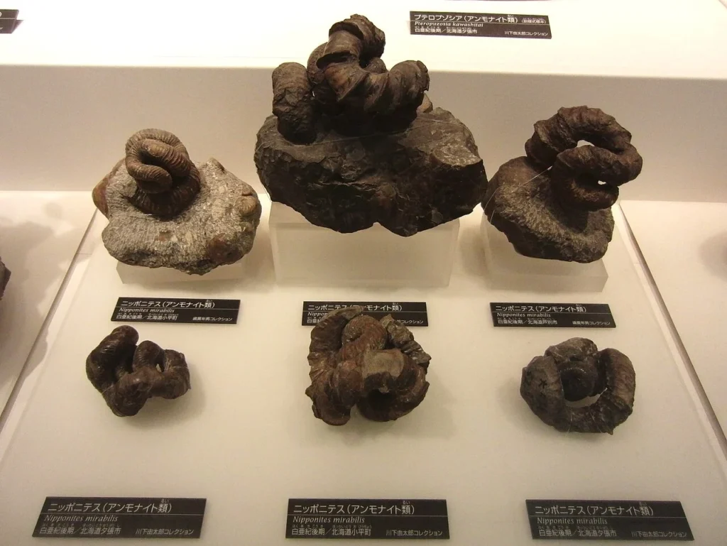 国立科学博物館に展示されたニッポニテスの化石