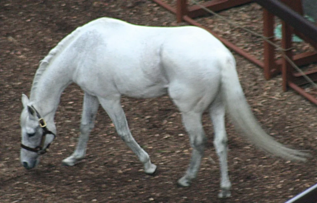 東京競馬場で公開された引退後のオグリキャップ