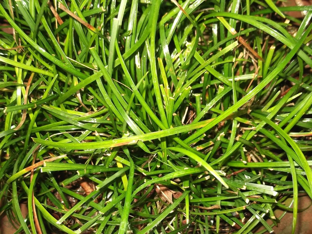 リュウノヒゲ(学名Ophiopogon japonicus)の写真