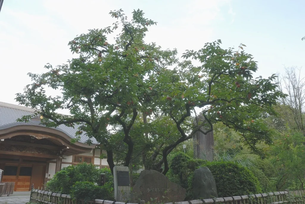王禅寺にある禅寺丸柿の原木の写真