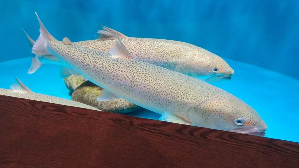 アクア・トトぎふで飼育されている淡水魚イトウ