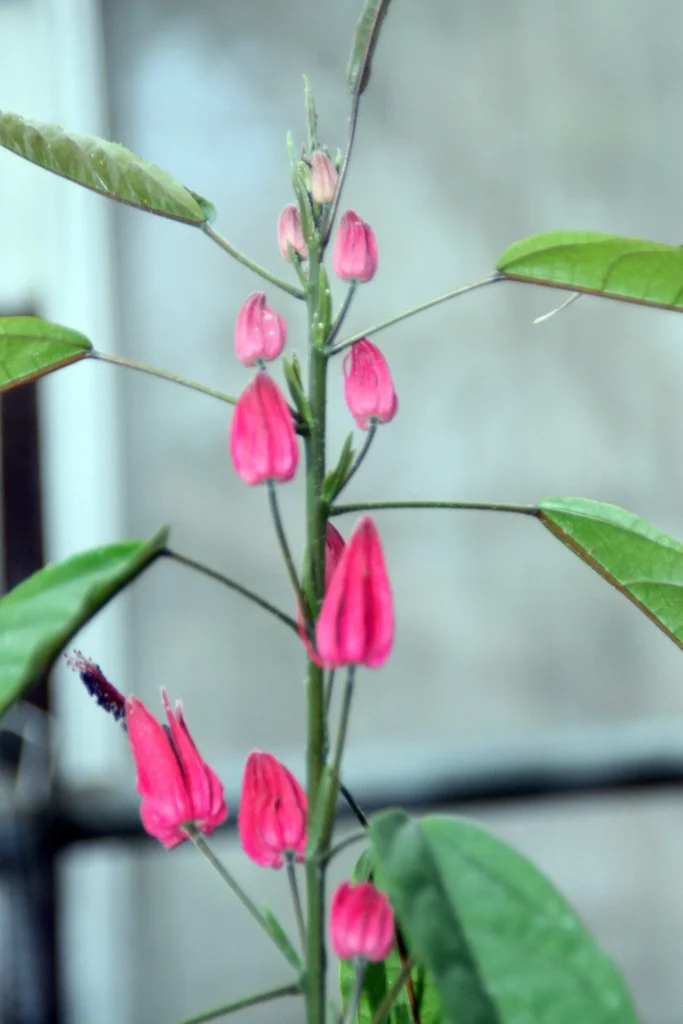 パボニア・ムルティフローラの花の写真