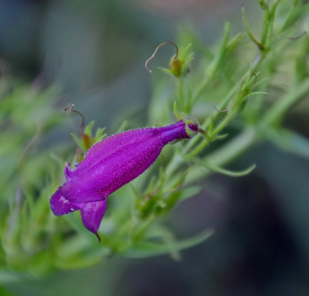 ツリガネヤナギの花の写真