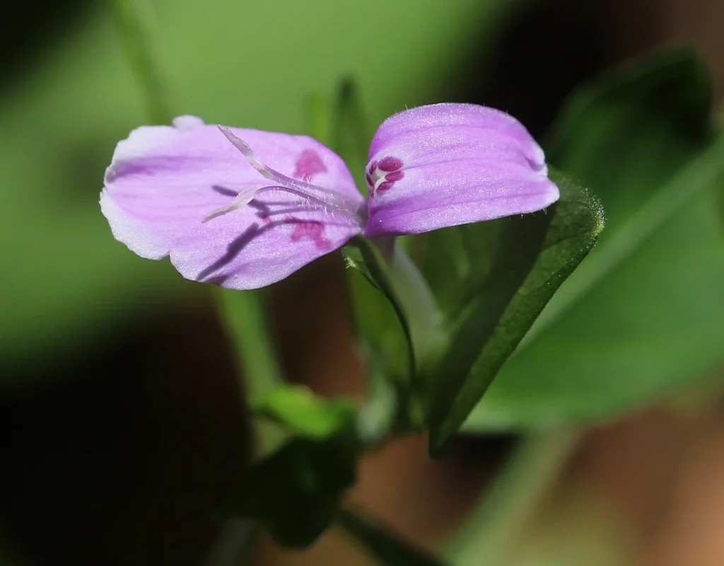 ペリストロフェ属のハグロソウの花の写真