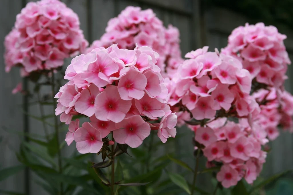 オイランソウの花の写真
