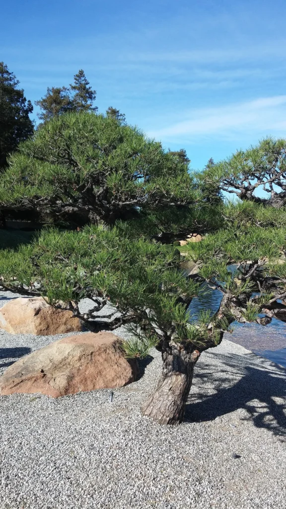日本庭園に植えられた松の木