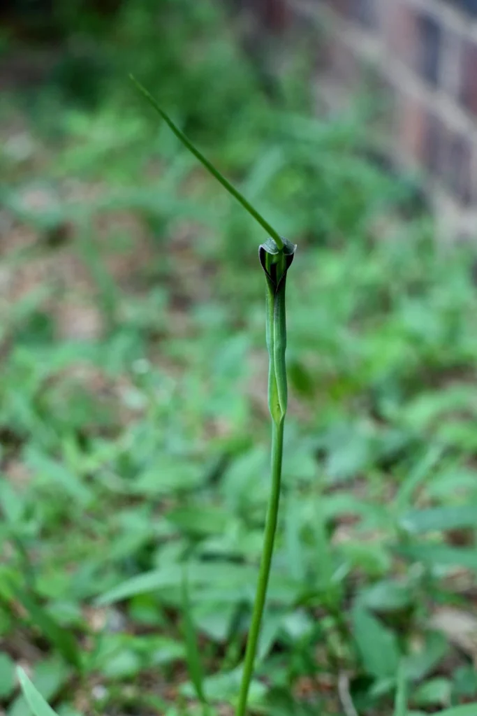 半夏生の名に関係する植物、半夏の写真