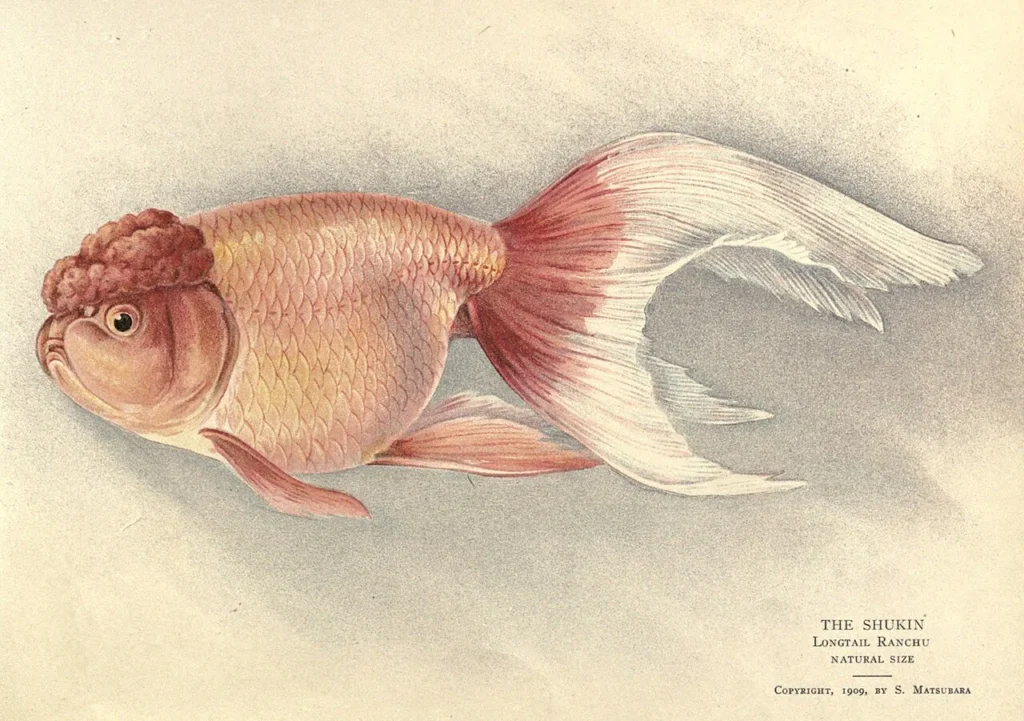 日本の金魚の品種を描いた図版