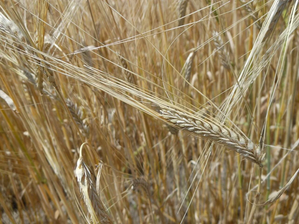 佐賀県佐賀市で収穫期を迎えた二条大麦の穂
