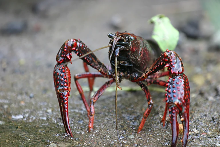 赤い体をしたアメリカザリガニ
