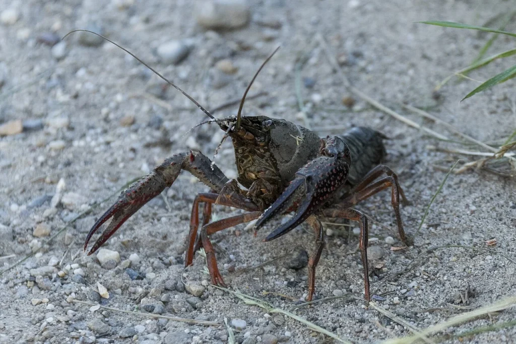 水辺にいるアメリカザリガニ