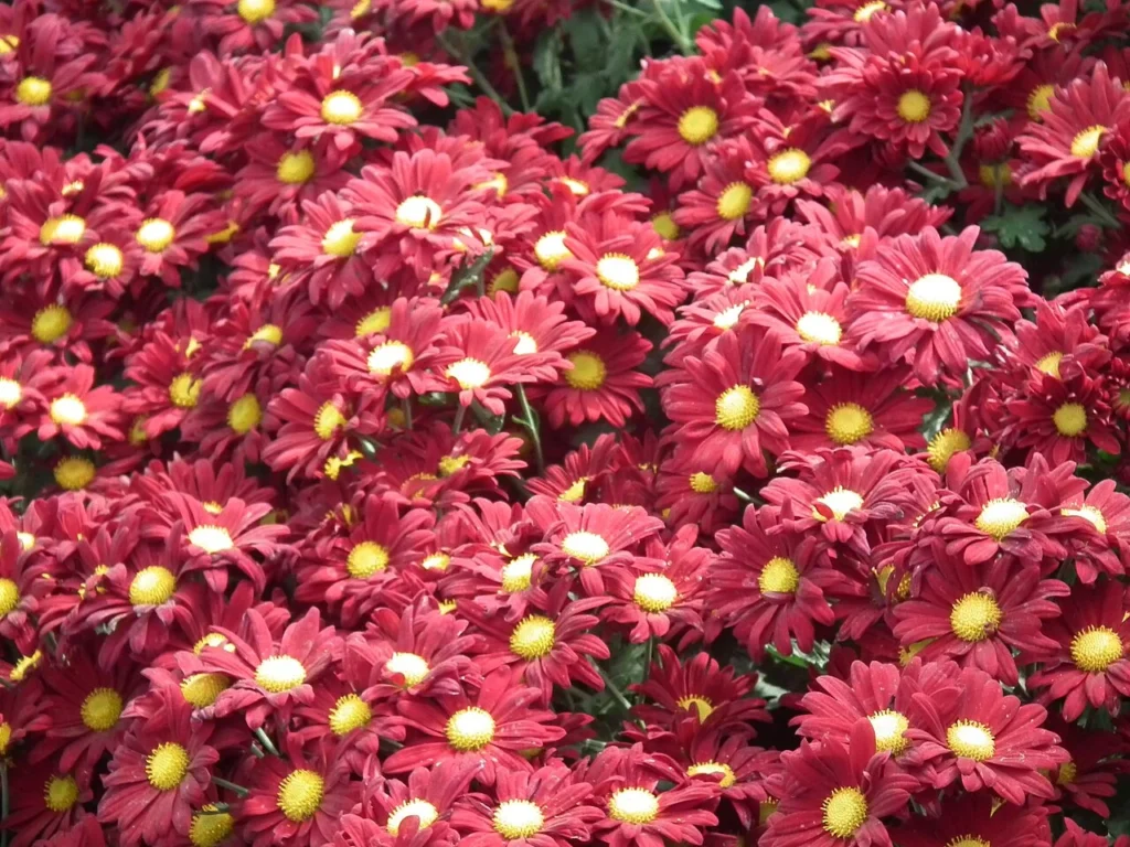 花の展示会で撮影された赤いポットマム