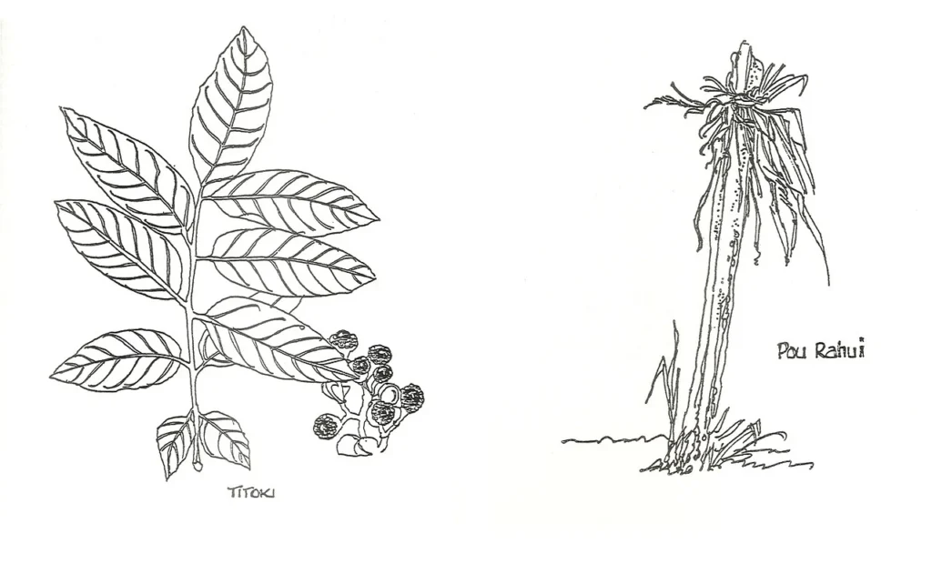 マオリの伝統的な薬草を紹介する資料中の植物画