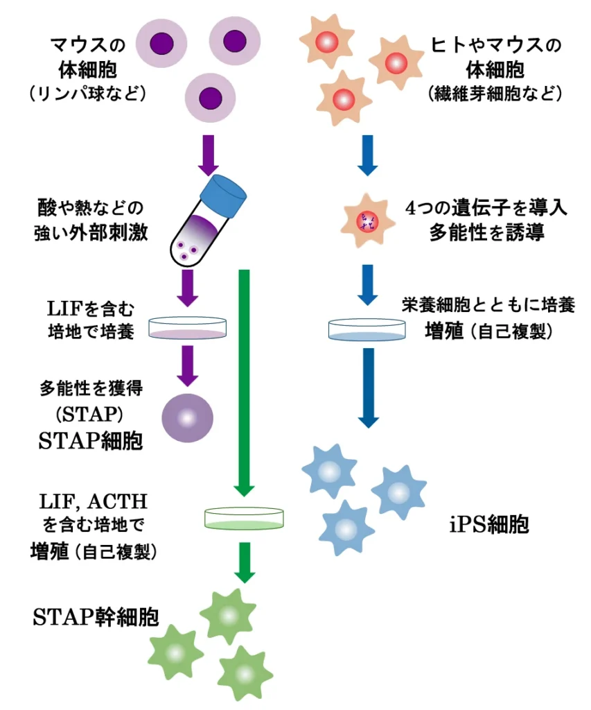 STAP細胞とiPS細胞の違いとして作成された模式図