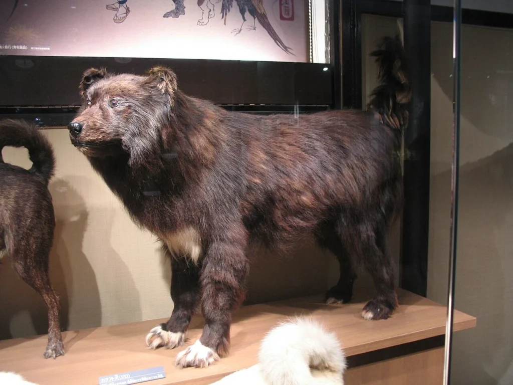 展示されている樺太犬ジロの剥製