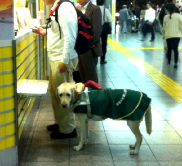 日本の盲導犬
