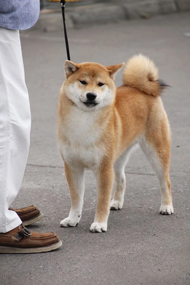 立ち姿の柴犬