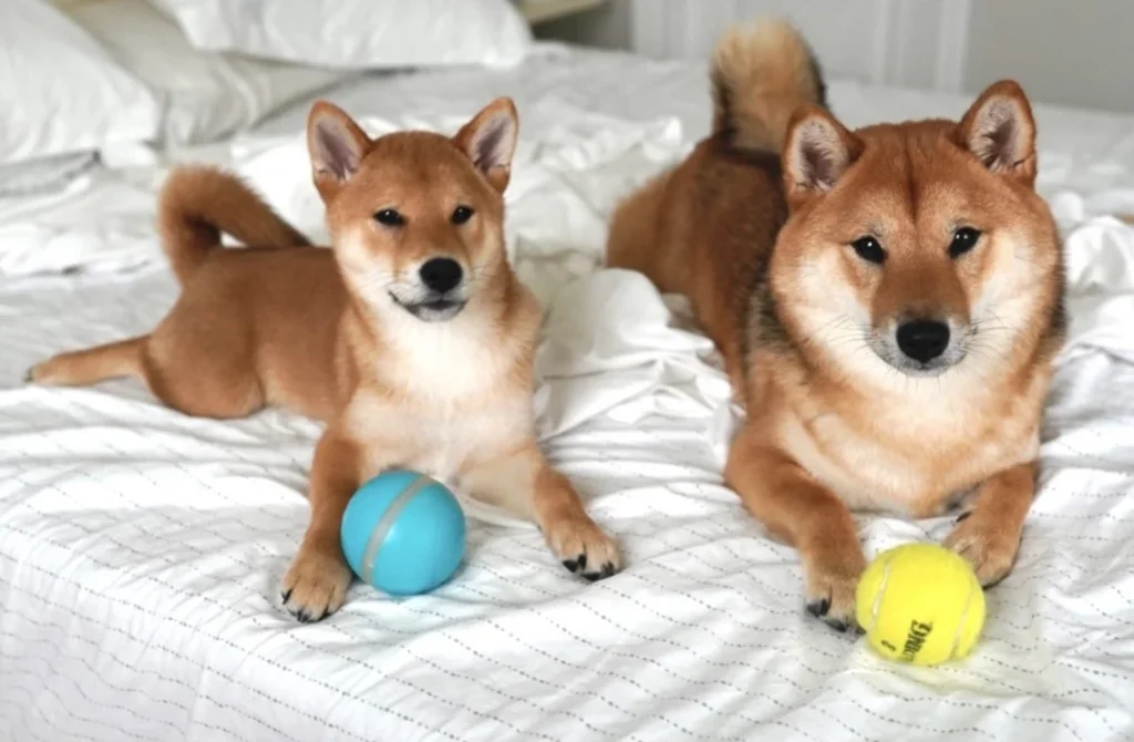 柴犬の子犬と成犬を比較した写真