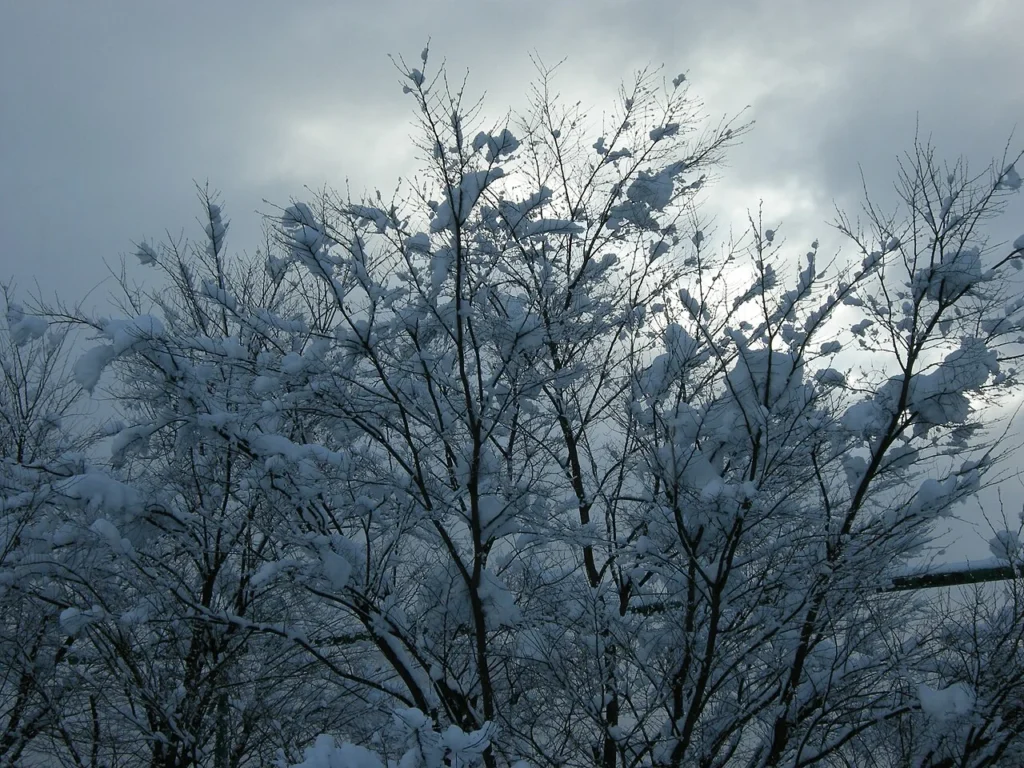 日本で撮影された雪をかぶった木の写真