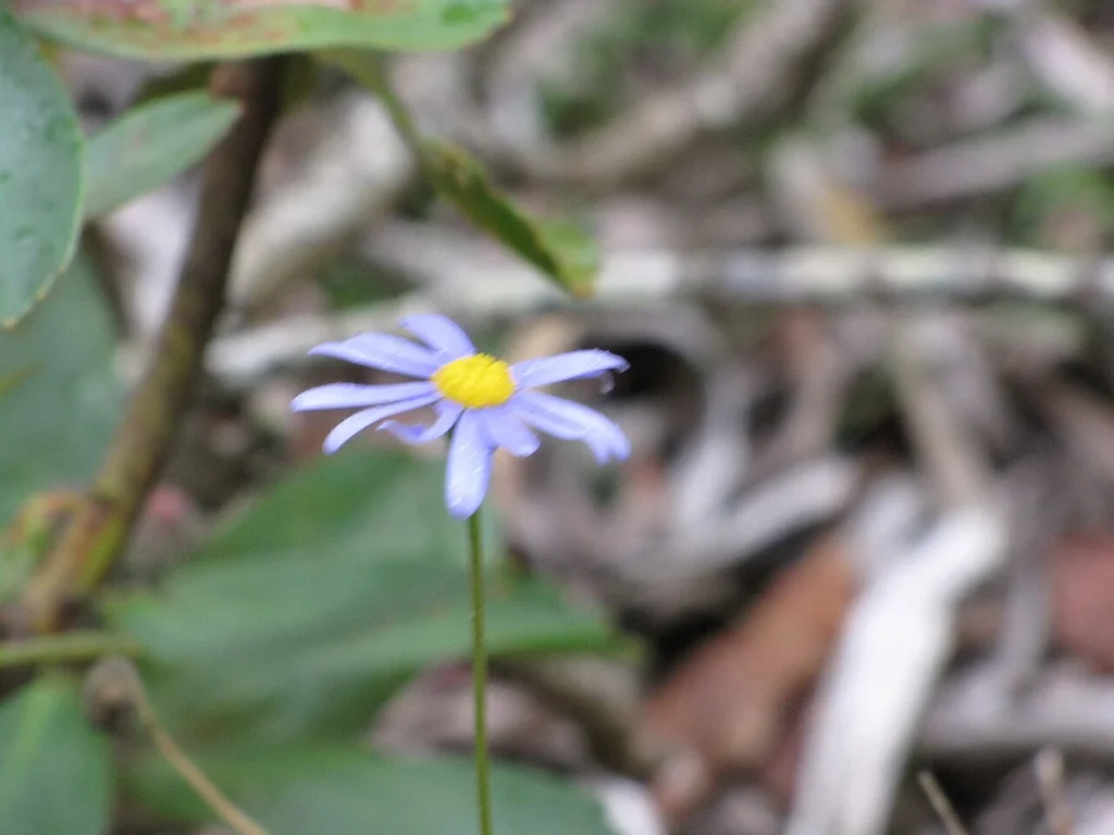 青い花びらと黄色い中心部を持つブルーデイジーの花