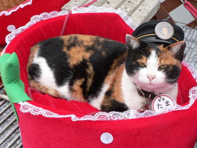 和歌山電鐵貴志駅の三毛猫たま駅長