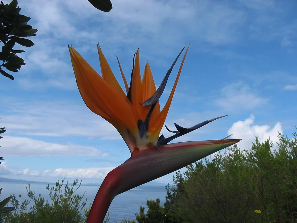 ストレリチア・レギナエの花