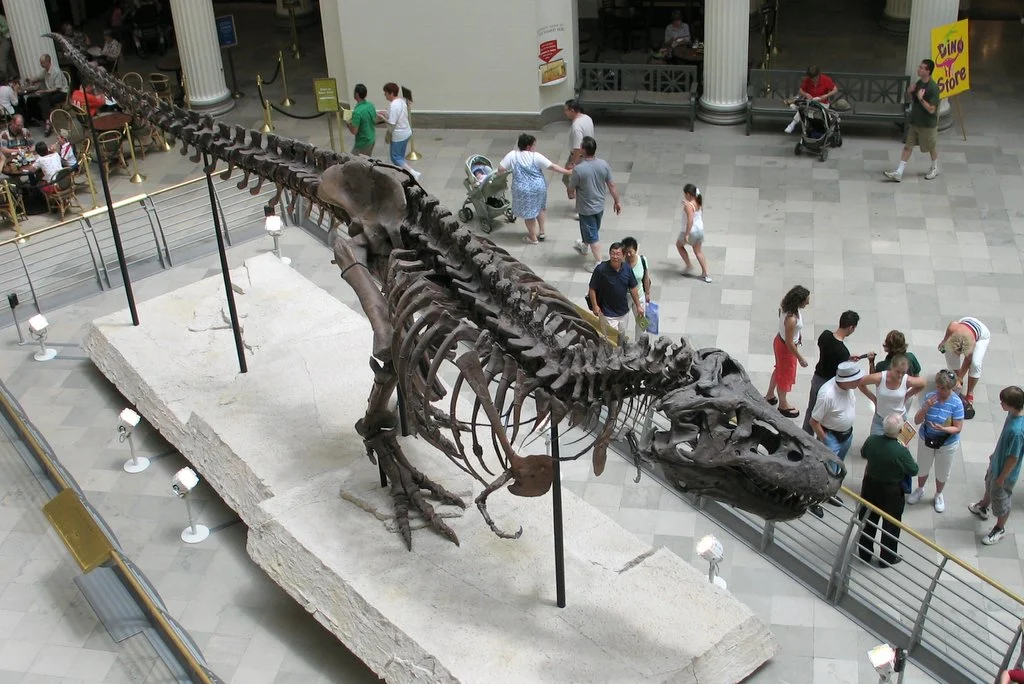 フィールド博物館に展示されたティラノサウルスのスー