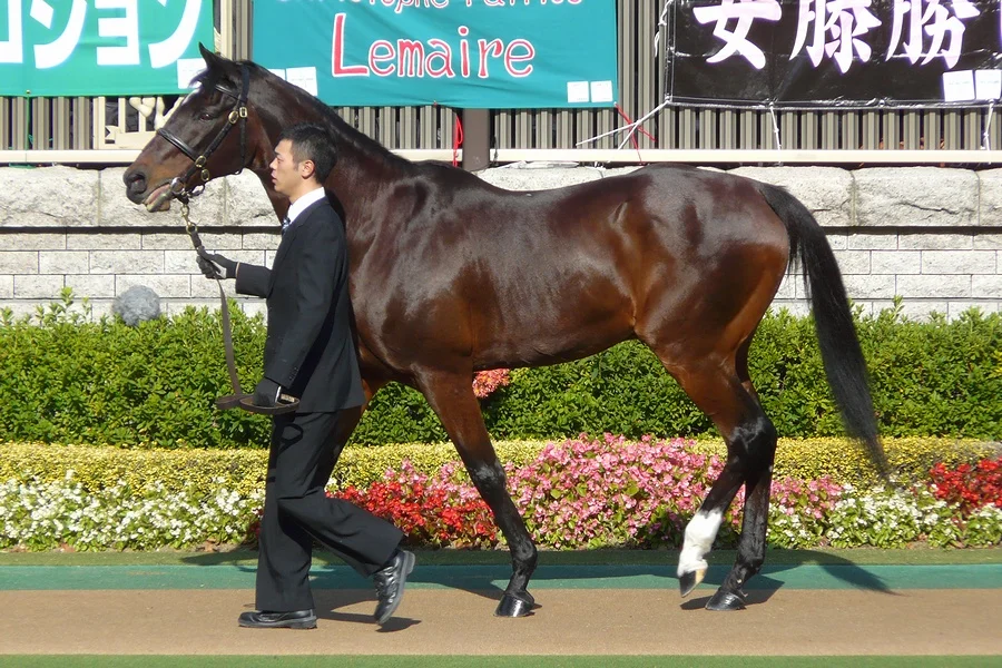 競走馬シンボリルドルフの晩年の姿