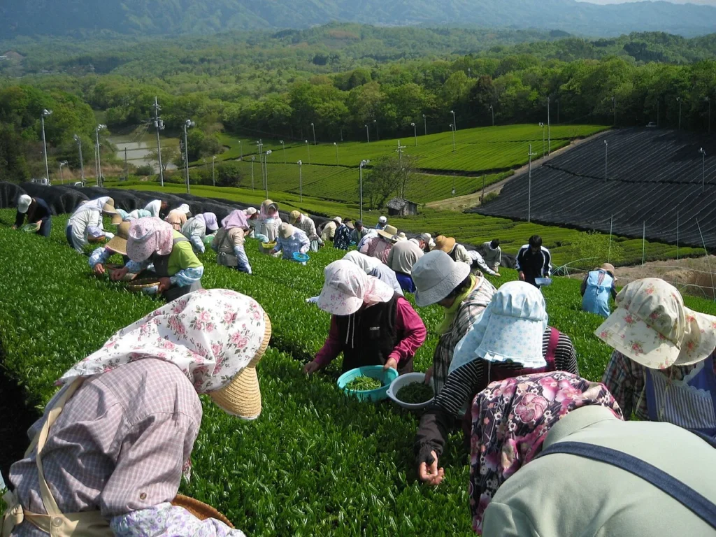 京都府南山城村で茶摘みをする人々の写真