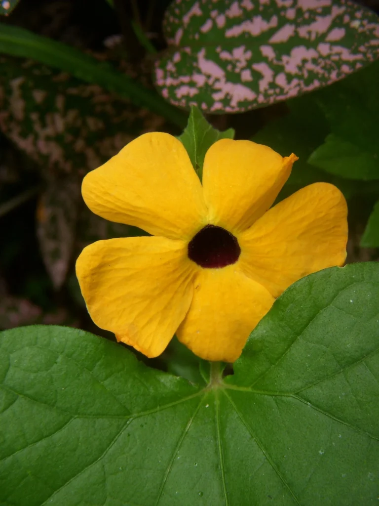 ヤハズカヅラの花の写真