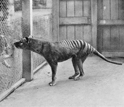 ホバート動物園で撮影されたフクロオオカミ