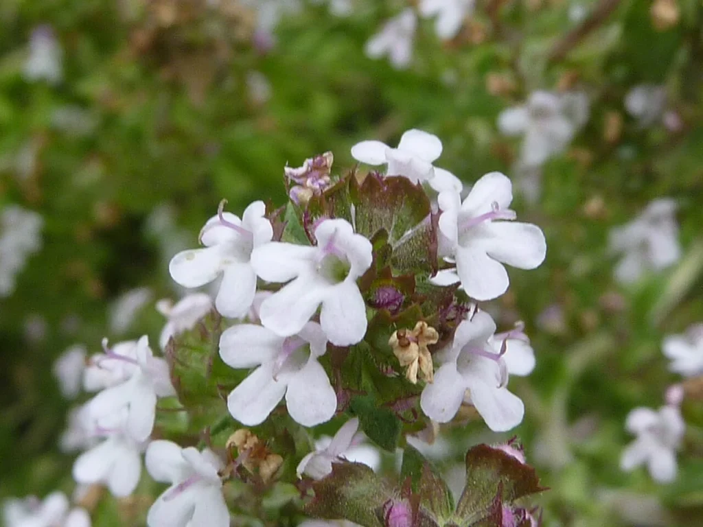 ケンブリッジ大学植物園で咲くタイムの花