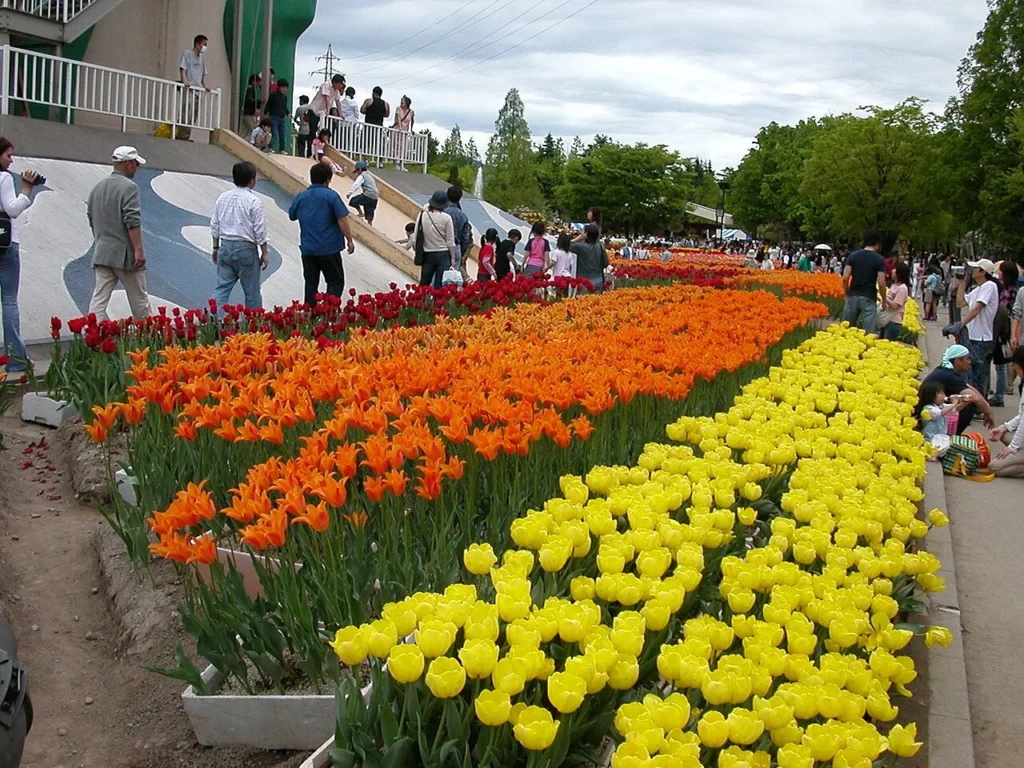 砺波チューリップ公園に咲くチューリップ