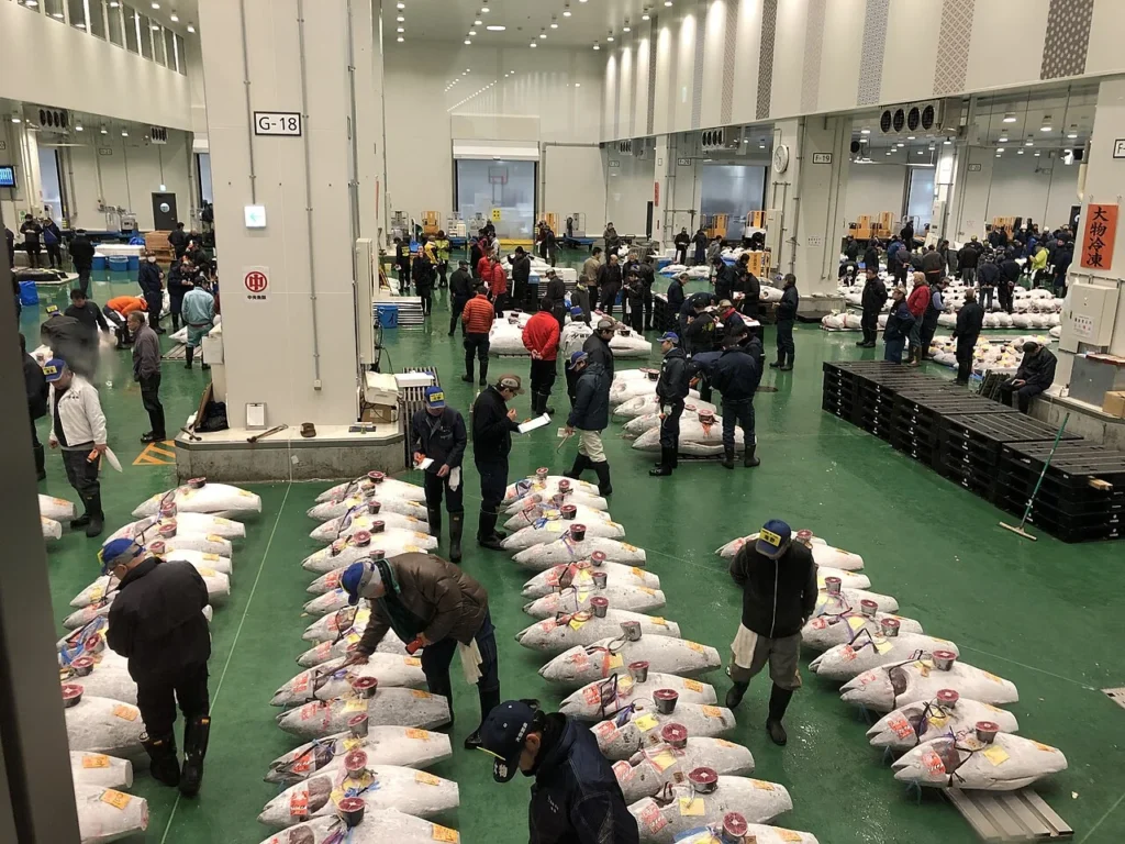 豊洲市場で行われているマグロの競り
