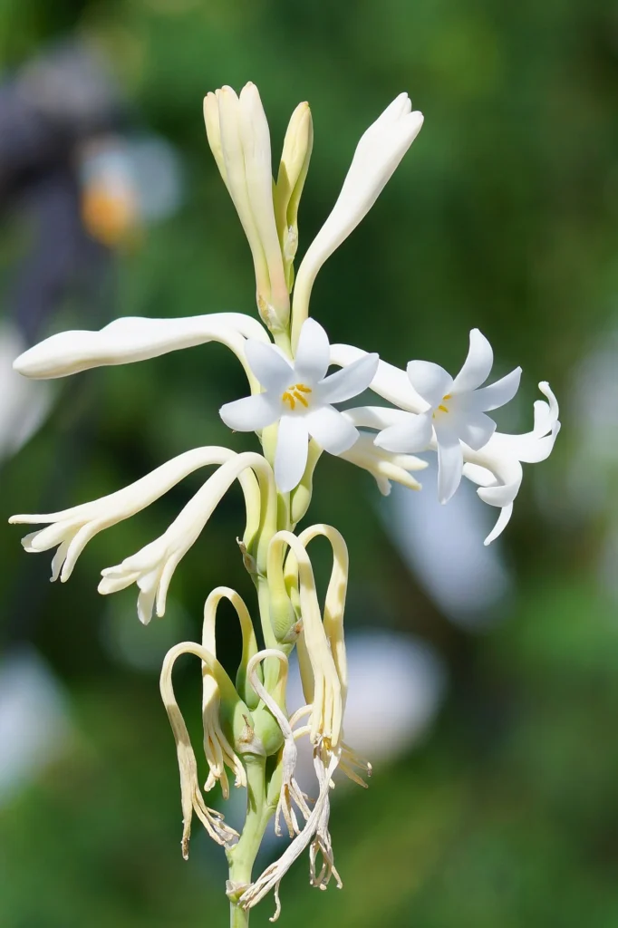 チューベローズの花の写真