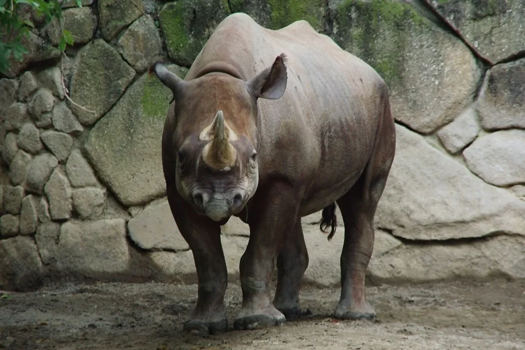 上野動物園で飼育されているクロサイ