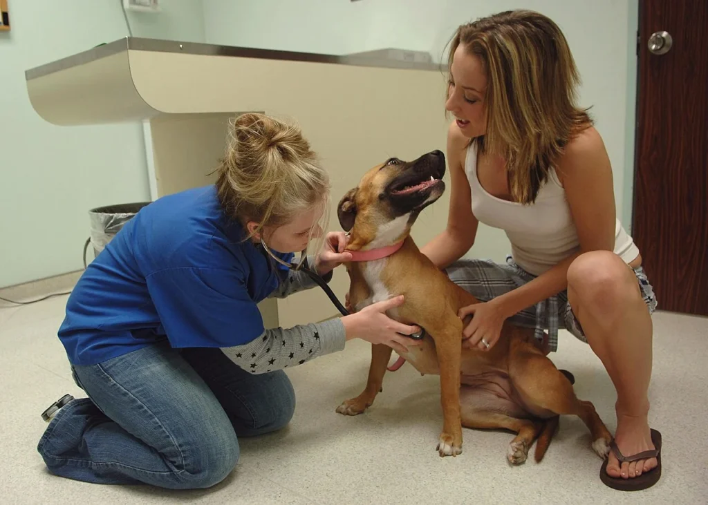 動物病院で犬の状態を確認する動物看護技術者