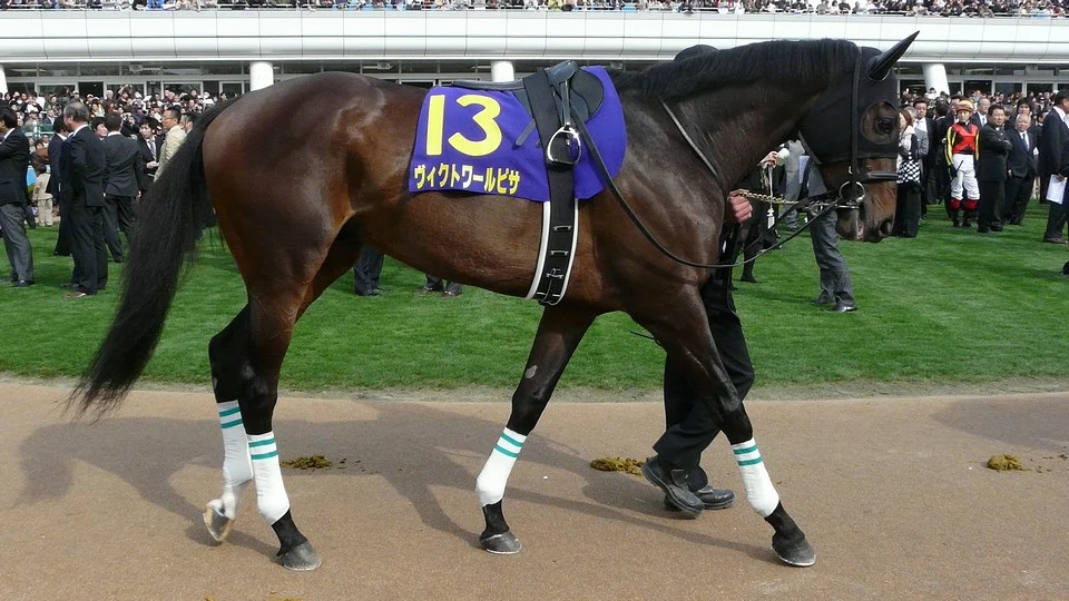 競走馬ヴィクトワールピサの写真