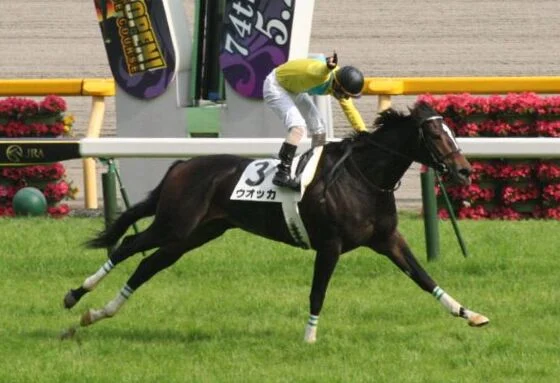 東京競馬場で撮影された競走馬ウオッカ