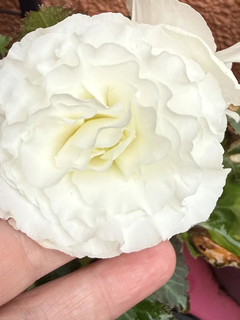 白いベゴニアの花の写真